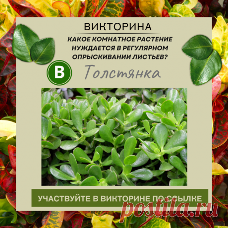 Какое комнатное растение нуждается в регулярном опрыскивании листьев? - Узнайте правильный ответ в нашей викторине по ссылке