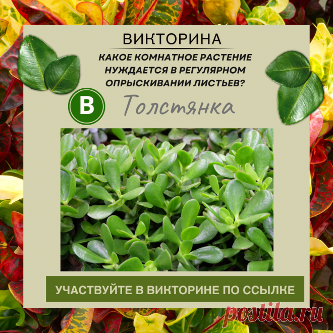 Какое комнатное растение нуждается в регулярном опрыскивании листьев? - Узнайте правильный ответ в нашей викторине по ссылке