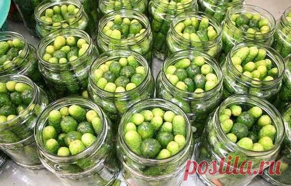 МАРИНОВАННЫЕ ОГУРЦЫ «ПО-ДЕТСКИ» | Кулинарушка - Вкусные Рецепты