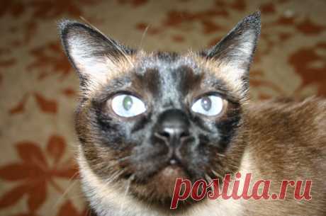 Сиамский кот.