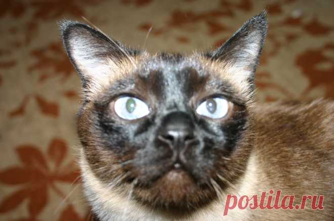 Сиамский кот.