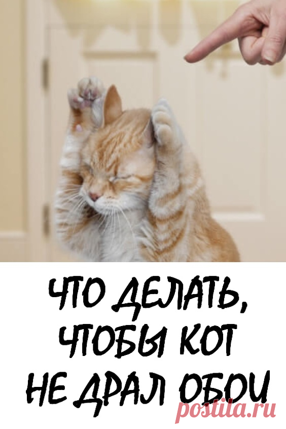 Что делать, чтобы кот не драл обои. 1. Самое первое, что вы должны ...