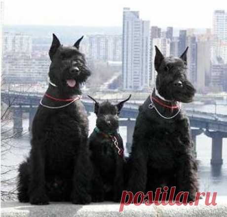 Ризеншнауцер (Riesenschnauzer) - описание породы собак и фото, стандарт породы, щенки и питомники | Animal.ru