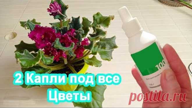 2 Капли под любой домашний цветок и шикарное цветение вам обеспечено Цветет Вмиг обильно!