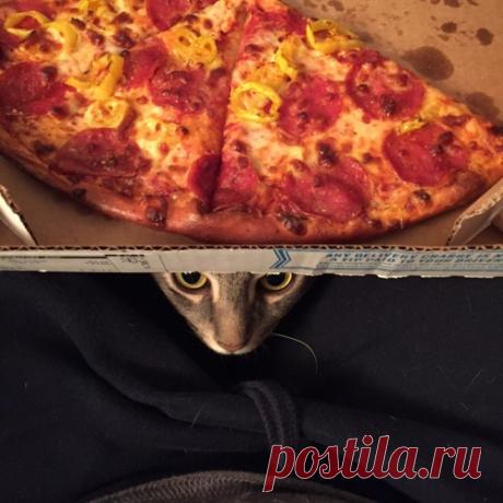 Пара приютила бродячего кота и обнаружила, что он не такой, как другие коты