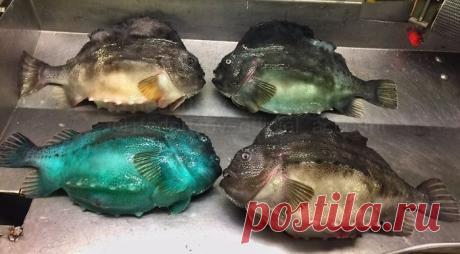 Ужасные морские чудовища на снимках мурманского рыбака (береги глаза)