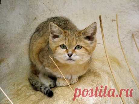 Барханный кот