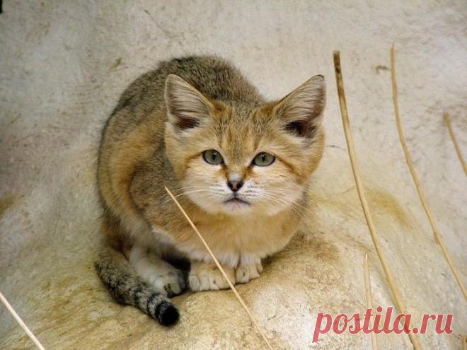 Барханный кот