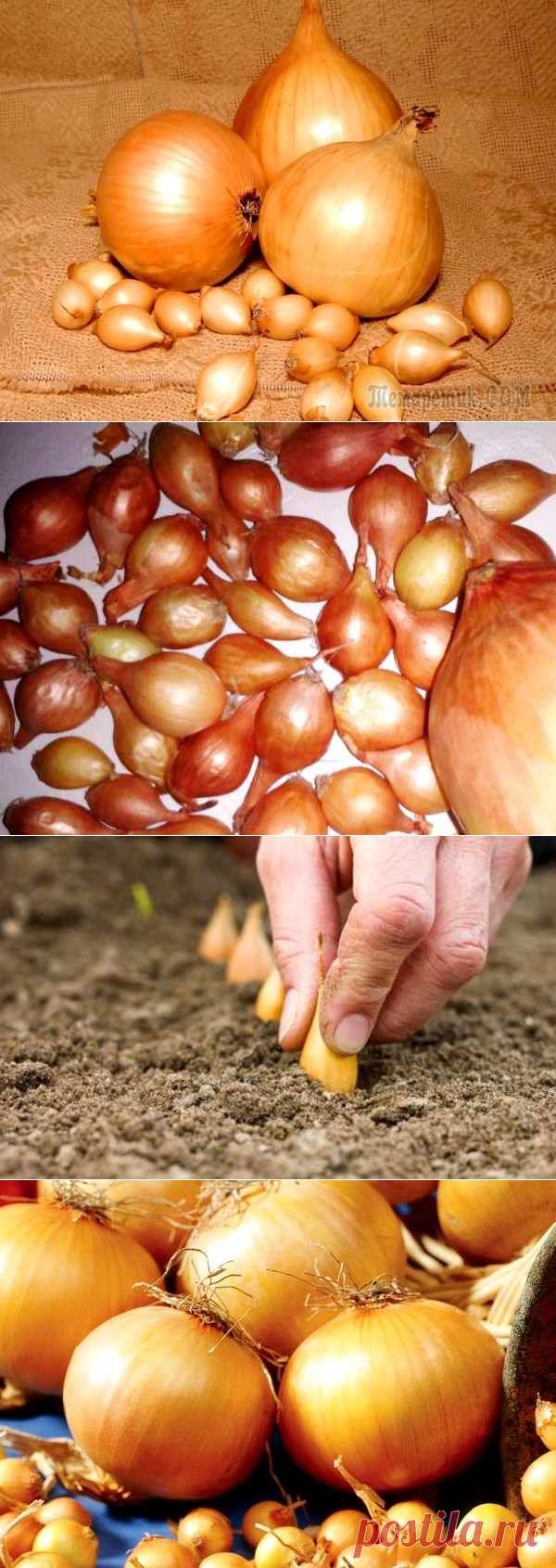 Удивительный сорт лука севка Центурион