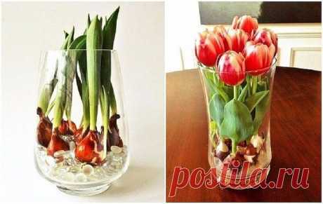 Выращиваем тюльпаны дома в любую пору года с помощью стеклянных шариков и воды