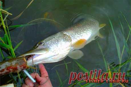 В поисках щучьего места с джерковым удилищем | НА РЫБАЛКУ !!!!