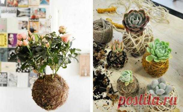 Как сделать кокедаму своими руками: мастер-класс Если вы ищете способ необычно разместить растения в доме, попробуйте сделать кокедаму своими руками. Кокедама в переводе с японского означает 