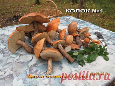 ПОДОСИНОВИКИ из любимого Колка №1.