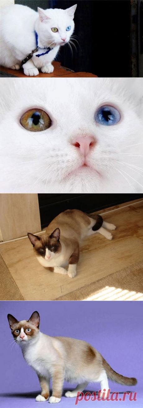 Самые редкие и красивые породы кошек | Изюминки