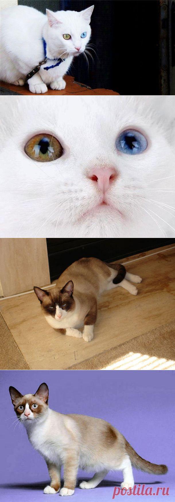 Самые редкие и красивые породы кошек | Изюминки