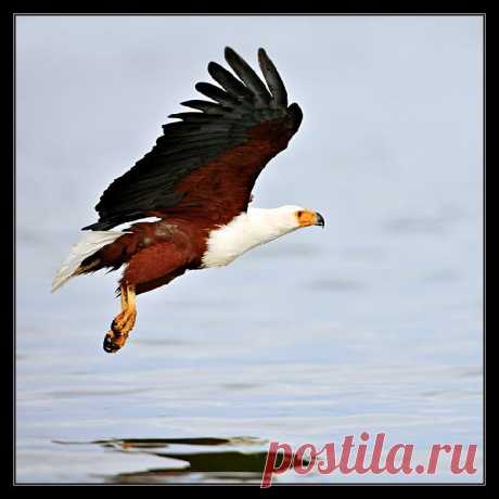 Фото . . Орлан