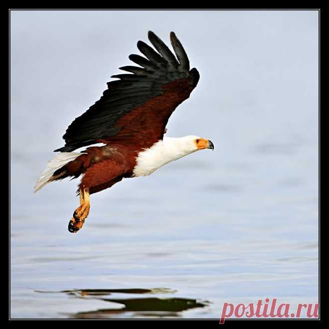 Фото . . Орлан