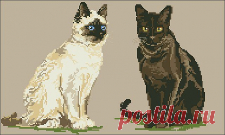 Gatos