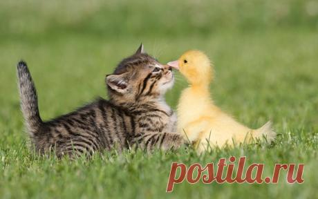 Котенок и гусенок, бои без правил