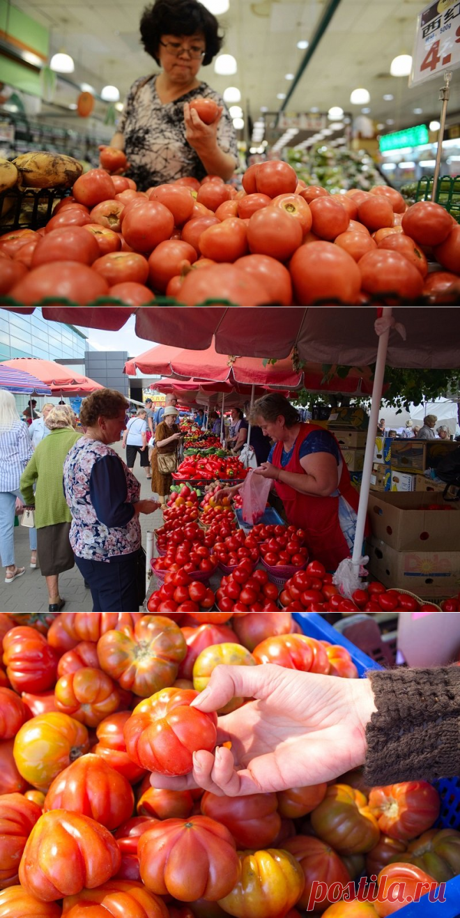 Как научиться выбирать вкусные помидоры - Я узнаю