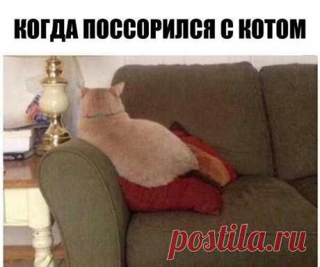 Иногда у них больше эмоций, чем у людей ))