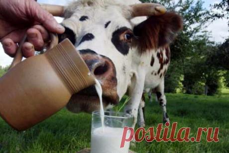 Проверяем качество молока: простые рекомендации