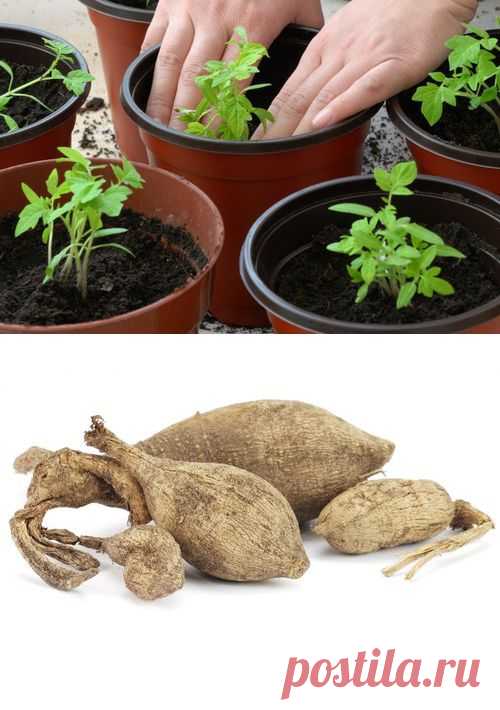 Как выбрать  и подготовить их к посеву, лучшие сорта томатов, самые красивые тюльпаны и белые розы - weronika2006rich@mail.ru - Почта Mail.Ru