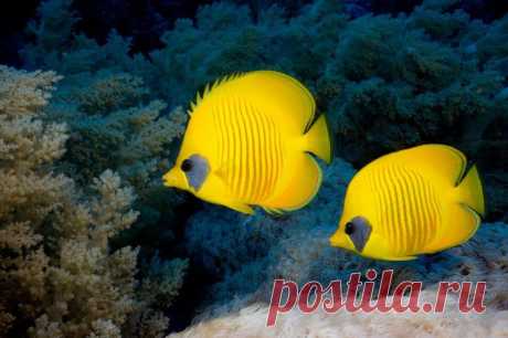 Бабочка масковая, Chaetodon semilarvatus (лат.), Bluecheek butterflyfish (англ.) 
Размер 15- 26 см 
Глубина 3- 20м. 
 Они довольно агрессивны к представителям своего вида, поэтому в небольших аквариумах (до 500 литров) их нужно содержать поодиночке. В просторный аквариум с большим количеством убежищ можно заселить пару или даже небольшую группу. С другими видами бабочек можно содержать только в больших объемах.