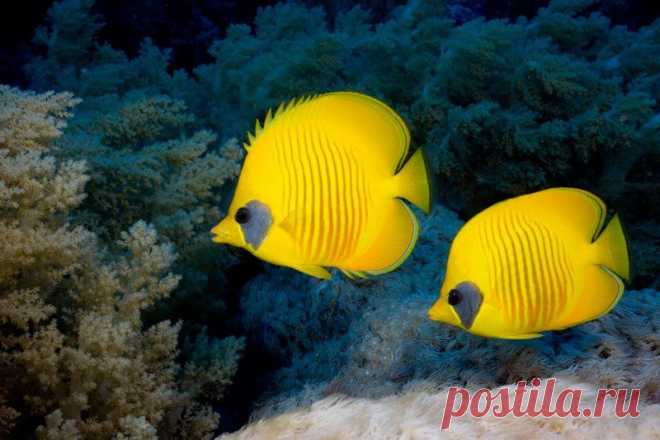 Бабочка масковая, Chaetodon semilarvatus (лат.), Bluecheek butterflyfish (англ.) 
Размер 15- 26 см 
Глубина 3- 20м. 
 Они довольно агрессивны к представителям своего вида, поэтому в небольших аквариумах (до 500 литров) их нужно содержать поодиночке. В просторный аквариум с большим количеством убежищ можно заселить пару или даже небольшую группу. С другими видами бабочек можно содержать только в больших объемах.
