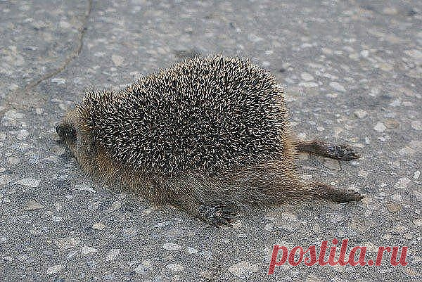еж спит
