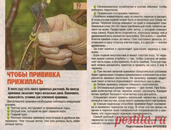 Чтобы прививка прижилась