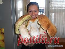 ГРИБЫ | Фотографии и советы опытных дачников на Постиле | Постила