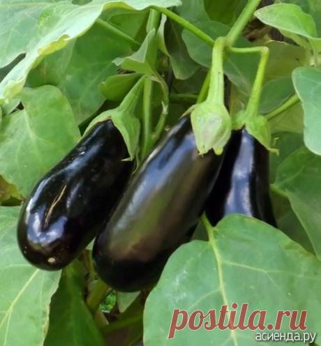 Баклажаны. Заготовка. Рецепты.: Группа Собираем урожай: хвастики, рецепты, заготовки