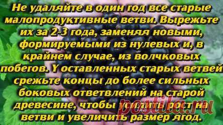 Секреты плодородия смородины Как омолодить черную смородину и получить хороший урожай Дачные советы