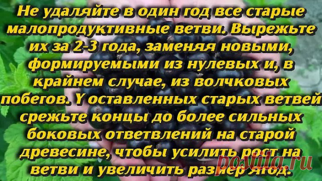 Секреты плодородия смородины Как омолодить черную смородину и получить хороший урожай Дачные советы