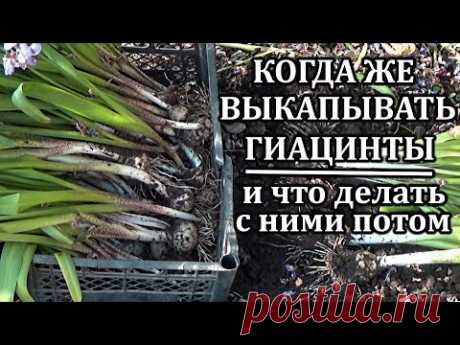 Когда  же все-таки выкапывать гиацинты и что с ними делать потом