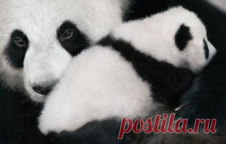 Фотограф 2 года фотографировал животных, которые вскоре могут исчезнуть