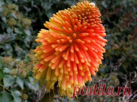 Bildet : natur, utendørs, blomstre, vekst, anlegg, landsbygda, blomst, petal, land, sommer, floral, miljø, oransje, vår, grønn, rød, skitt, farge, vokse, naturlig, fersk, jord, botanikk, fargerik, gul, hage, sunn, flora, årstid, Wildflower, dahlia, hagearbeid, lys, voksende, høy, blomsterpotte, planting, organisk, makrofotografering, blomstrende plante, tusenfryd familie, lommelykt lilje, årlig plante, landanlegg, redhotpoker 2787x2086 -  - 1185402 - Bilder Gratis -  PxHere