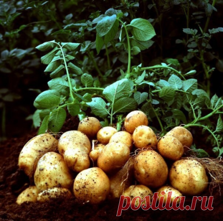 Какие есть болезни картофеля. 

Болезни картофеля: как распознать и бороться

Заболевания картофеля в наших условиях не так уже редки и могут привести к потере существенной части урожая. Как и по каким признакам можно «вычислить» основные картофельные недуги?

Вкратце перечислим наиболее распространённые картофельные вирусы.
1. Фомоз: на клубнях появляются вдавленные пятна и трещины. Причинами могут быть сырость во время уборки урожая, высокая влажность при хранении или ме...