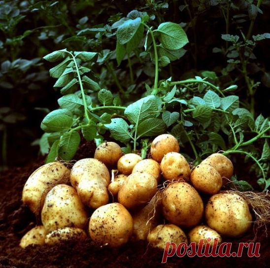 Какие есть болезни картофеля. 

Болезни картофеля: как распознать и бороться

Заболевания картофеля в наших условиях не так уже редки и могут привести к потере существенной части урожая. Как и по каким признакам можно «вычислить» основные картофельные недуги?

Вкратце перечислим наиболее распространённые картофельные вирусы.
1. Фомоз: на клубнях появляются вдавленные пятна и трещины. Причинами могут быть сырость во время уборки урожая, высокая влажность при хранении или ме...
