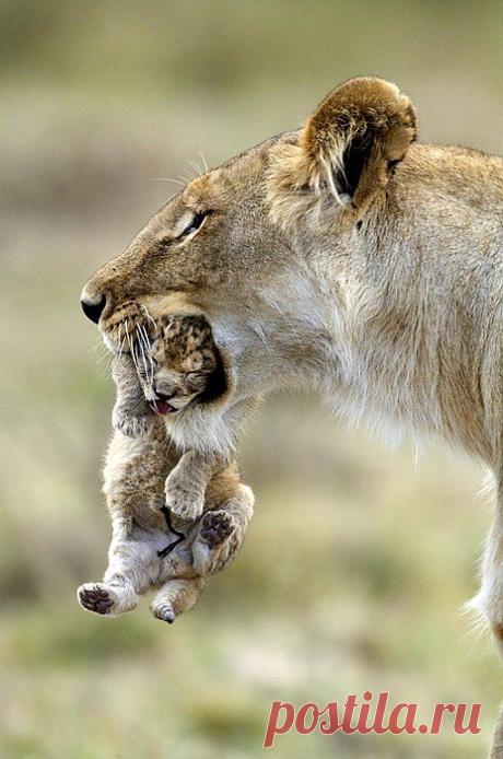 Материнская забота