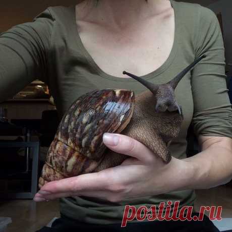 Улитка, которая провела лето у бабушки
