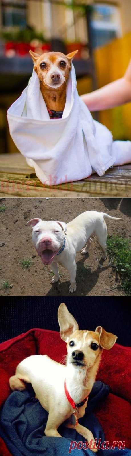 11 причин взять из приюта взрослую собаку вместо щенка | Все о наших питомцах