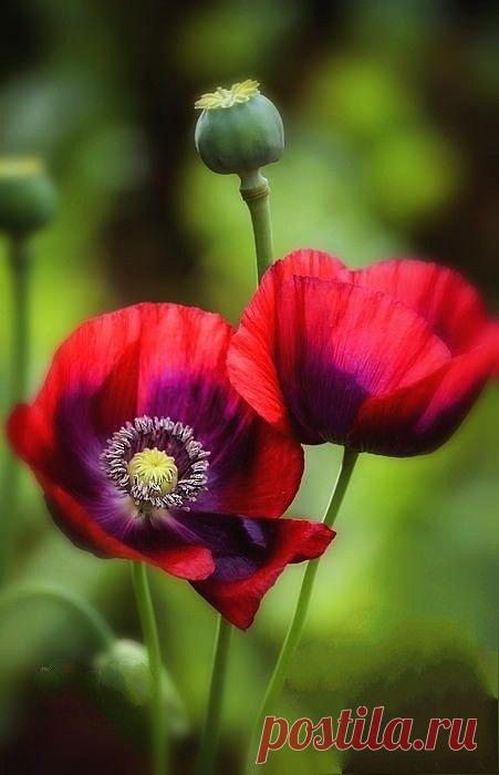 Пин на доске яМАКИ