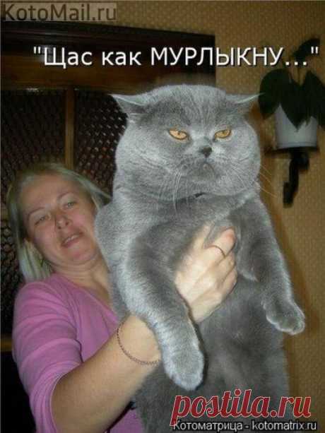 Упитанный и воспитанный | KotoMail.ru
