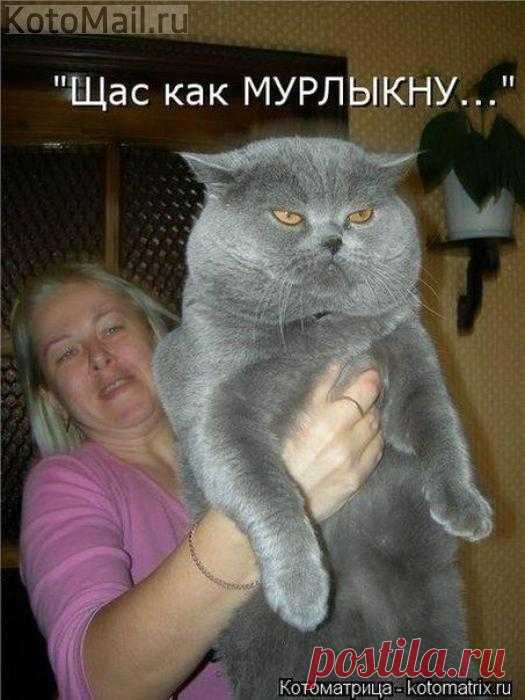 Упитанный и воспитанный | KotoMail.ru