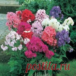 Черенкование Флоксов - Садоводка