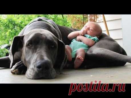 Big  Dogs Playing with Babies Compilation 2015 [NEW HD VIDEO]