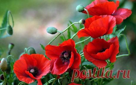 Эстеты
Виталий Чеклецов