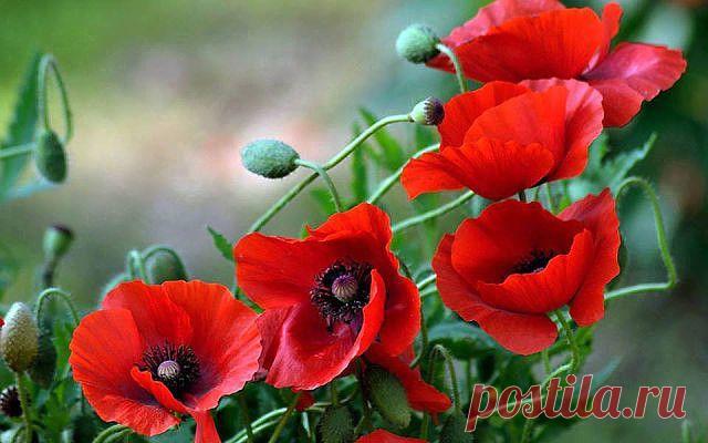 Эстеты
Виталий Чеклецов